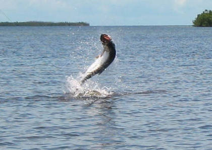 tarpon jump 1