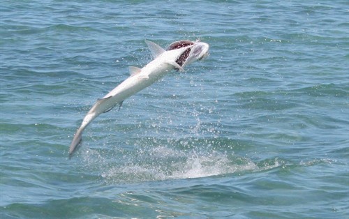 tarpon jump 2