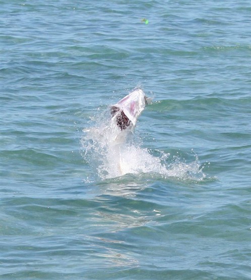 tarpon jump 3