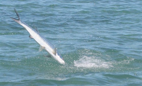 tarpon jump 4