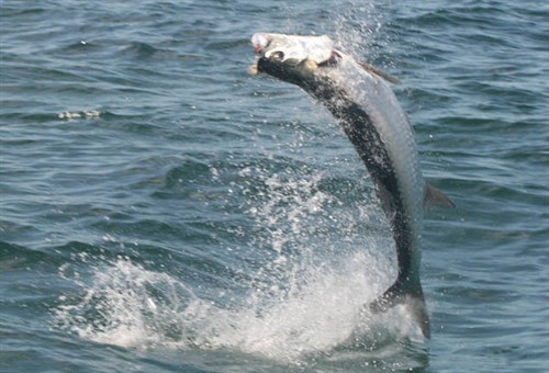 tarpon jump 5