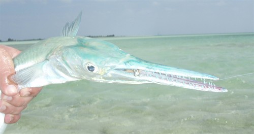 Ted Needlefish