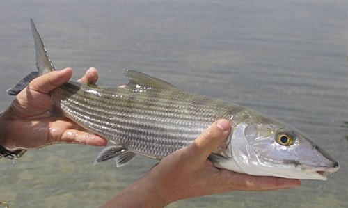 JPs first Bonefish