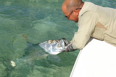 Landing Tarpon