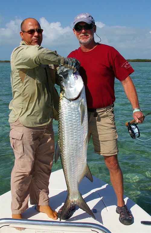 Tarpon