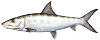 Tegning Bonefish